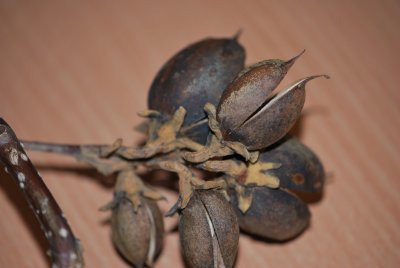 Paulownia tomentosa -paulovnie plstnatá - zralé plody
